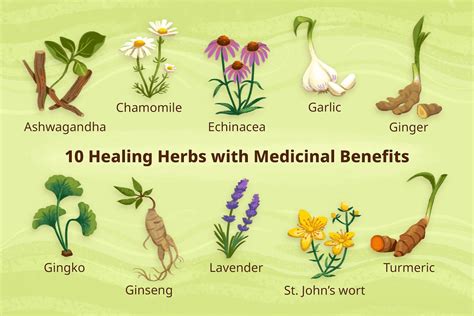  “Clinical Herbalism: A Practical Guide to Using Herbs for Healing” 探索植物的療癒力量